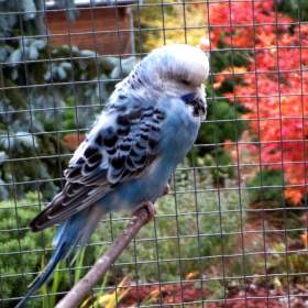 Foto inzerátu Andulka vlnkovaná