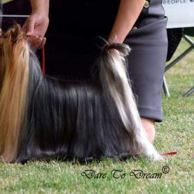 Foto inzerátu Jorkšírský terrier s PP