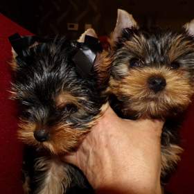 Foto inzerátu Jorkšírský terrier s PP