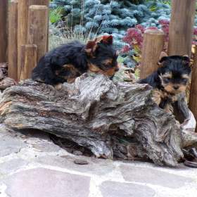 Foto inzerátu Jorkšírský terrier s PP