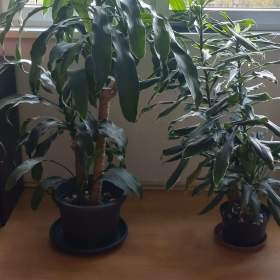 Foto inzerátu DARUJI