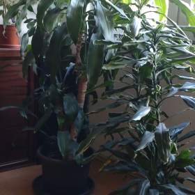 Foto inzerátu DARUJI