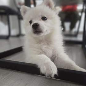 Fotka k inzerátu Pomeranian- německý špic  / 17594579