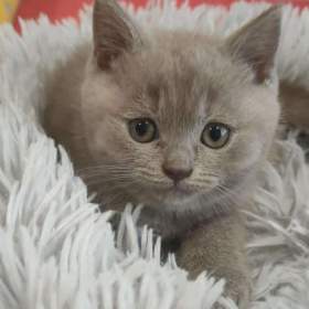 Foto inzerátu Britská koťata