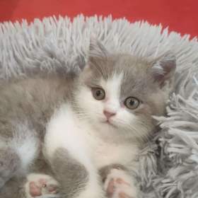 Foto inzerátu Britská koťata