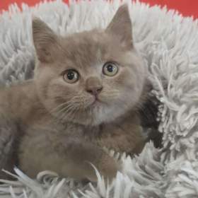 Foto inzerátu Britská koťata