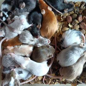 Foto inzerátu Myš, myšky