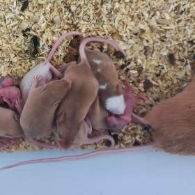 Foto inzerátu Myš, myšky