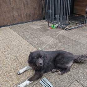 Fotka k inzerátu Daruji psa Beny 3 roky  / 17594579