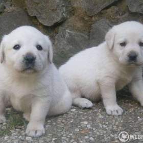 Fotka k inzerátu Labrador fenka a pejsek s PP  / 17594579