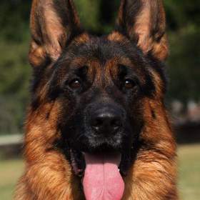 Fotka k inzerátu Německý ovčák  / 17594579