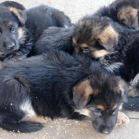 Foto inzerátu Německý ovčák