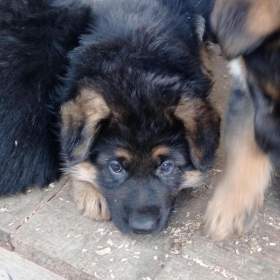 Foto inzerátu Německý ovčák