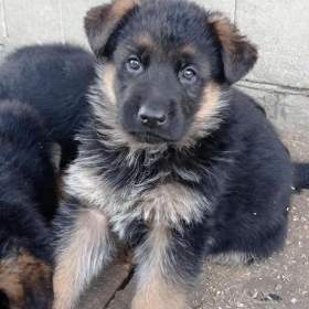 Foto inzerátu Německý ovčák