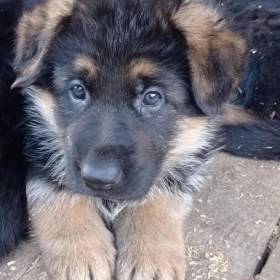 Foto inzerátu Německý ovčák