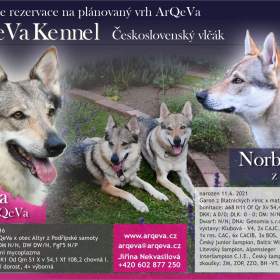 Foto inzerátu Štěňata - československý vlčák s PP