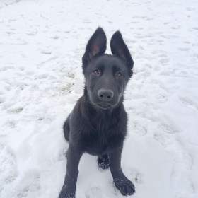 Fotka k inzerátu Fenka štěně německého ovčáka bez PP / 19660773