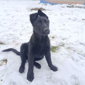 Foto inzerátu Fenka štěně německého ovčáka bez PP