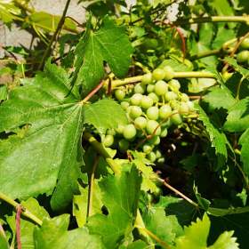 Foto inzerátu Zděná chata Butov - Přehrada Hracholusky + zahrada