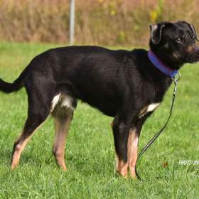 Fotka k inzerátu Darujeme nalezeného křížence / 17945455