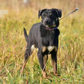 Fotka k inzerátu Darujeme nalezeného křížence / 19664787
