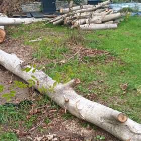 Fotka k inzerátu Prodej dřeva-  ořech  / 19618811