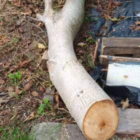 Foto inzerátu Prodej dřeva- ořech 