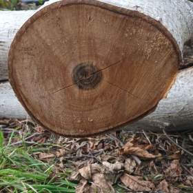 Foto inzerátu Prodej dřeva- ořech 