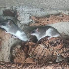 Foto inzerátu Krysa akáciová