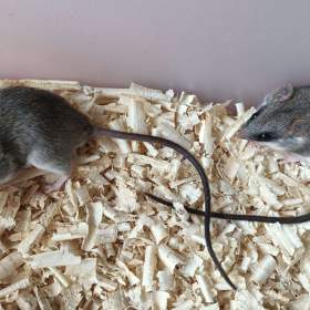 Foto inzerátu Krysa akáciová