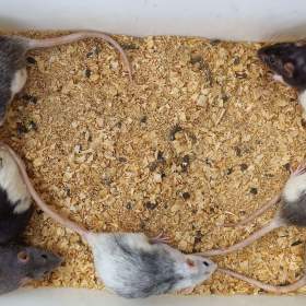 Foto inzerátu Potkani - prodám mláďata potkanů