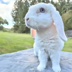 Fotka k inzerátu Zakrslý beránek / 18058053