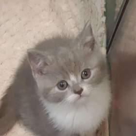 Foto inzerátu Britská koťata