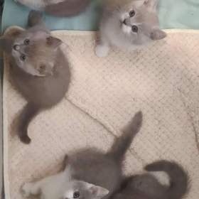 Foto inzerátu Britská koťata