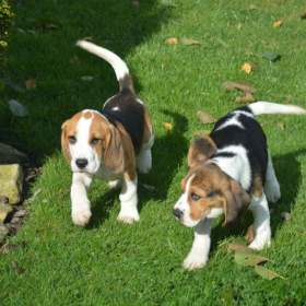 Fotka k inzerátu Bígl  / 19625802