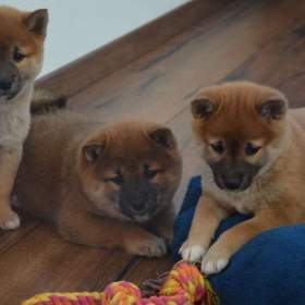 Foto inzerátu Shiba inu s průkazem původu 