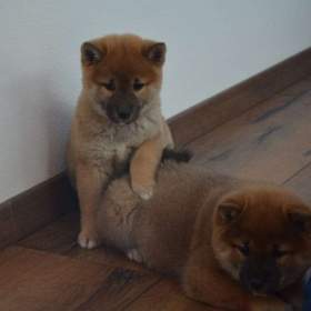 Foto inzerátu Shiba inu s průkazem původu 