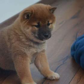 Foto inzerátu Shiba inu s průkazem původu 