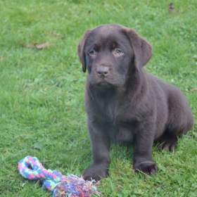 Fotka k inzerátu Labrador hnědé barvy  / 19625802