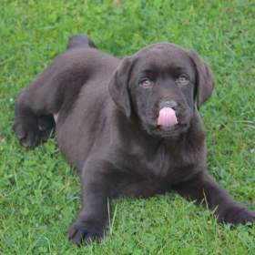 Foto inzerátu Labrador hnědé barvy 