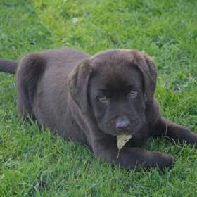 Foto inzerátu Labrador hnědé barvy 