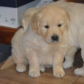 Foto inzerátu Zlatý retrívr