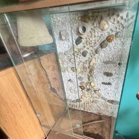 Foto inzerátu Užovka červená