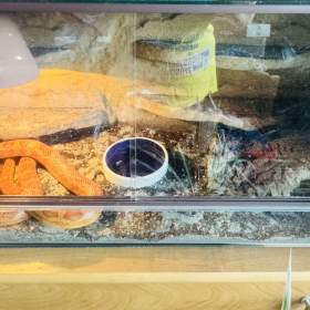 Foto inzerátu Užovka červená