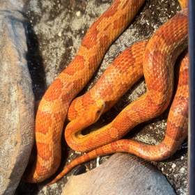 Foto inzerátu Užovka červená