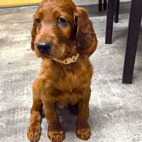 Irský setr s PP, štěně Aron / 19629427