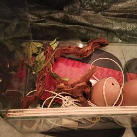 Foto inzerátu TERARIUM - velikosti 74x56x42,5 cm