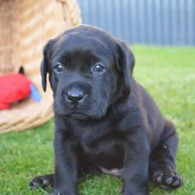 Foto inzerátu Labradorsky retriver s PP-šteňata