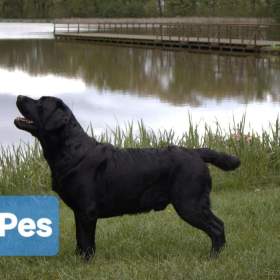 Foto inzerátu Labradorsky retriver s PP-šteňata