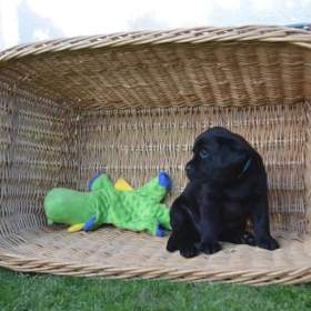 Foto inzerátu Labradorsky retriver s PP-šteňata